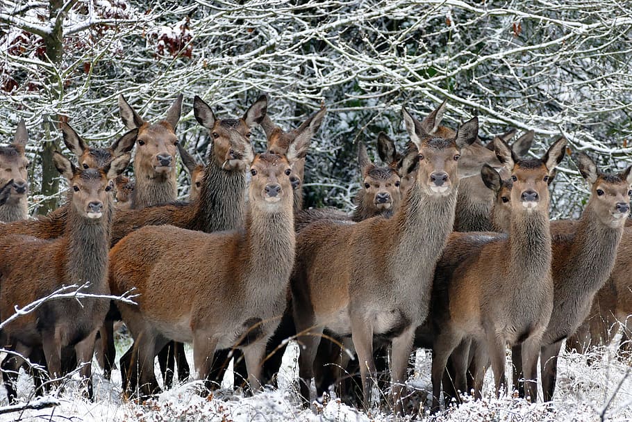 herd of brown llama, animals, deer, nature, wild, photo, life HD wallpaper