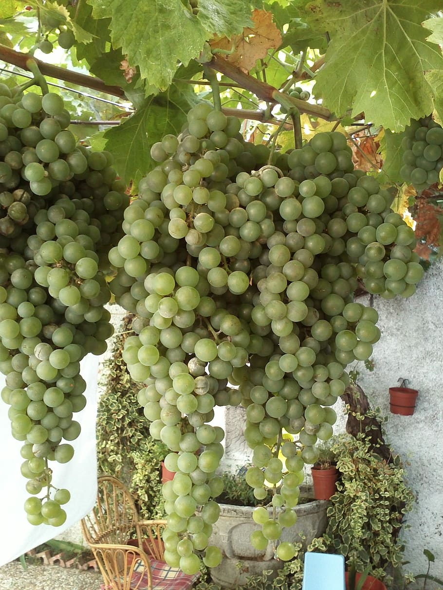Nature, Plants, Grapes, fruit, growth, bunch, food and drink HD wallpaper