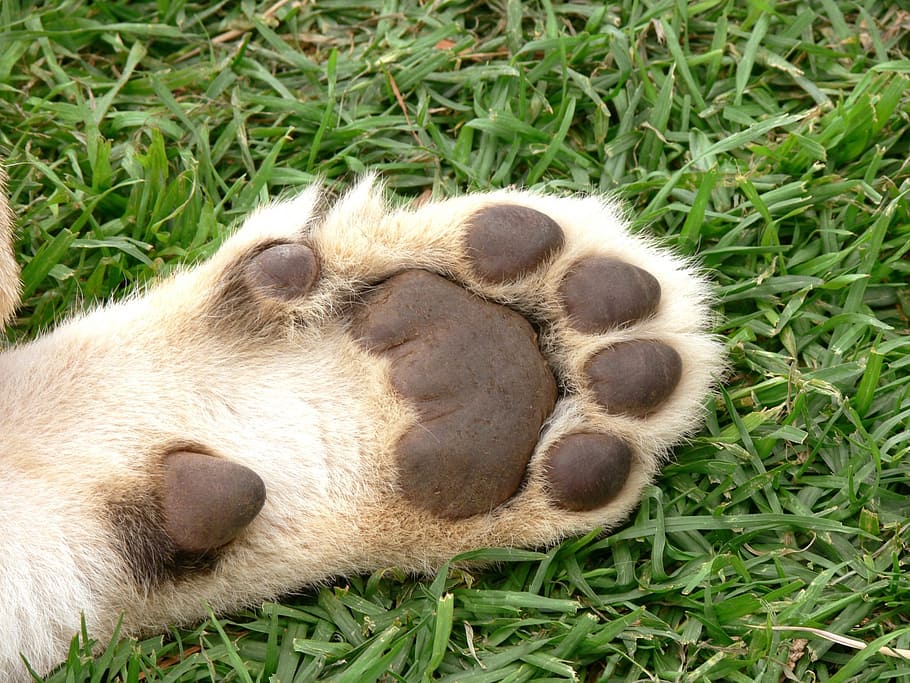 dog paw on grass, lion, cub, foot, pads, cat, big cat, wildlife