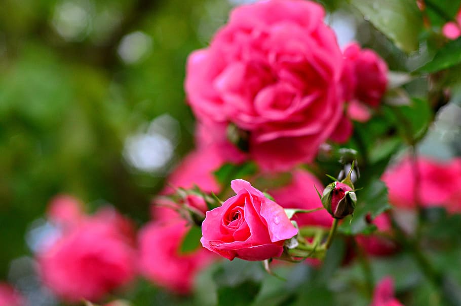rose, flower, pink, flowering plant, beauty in nature, pink color HD wallpaper