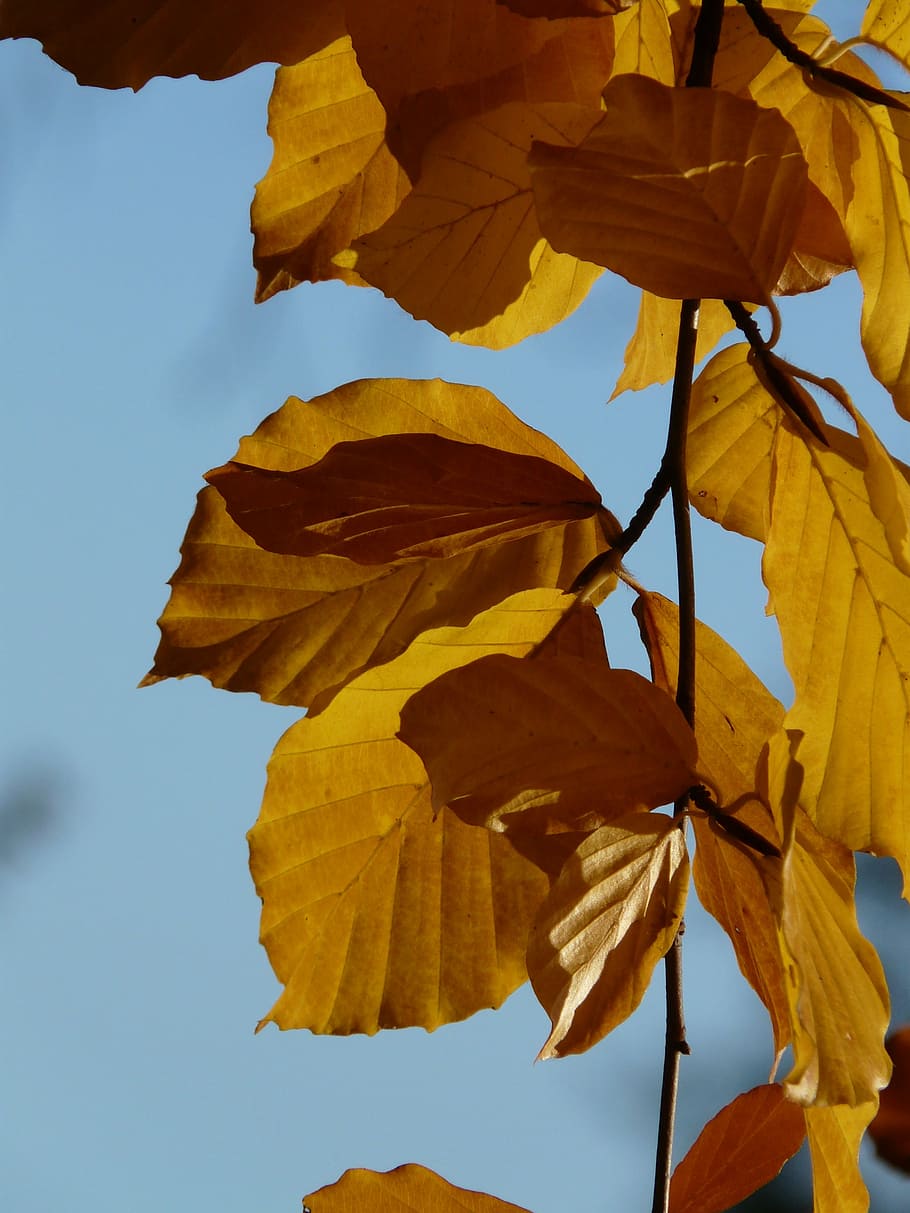 beech, fagus sylvatica, deciduous tree, golden autumn, golden october, HD wallpaper