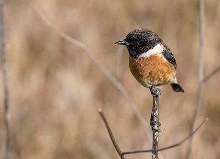 brown and black bird standing on branch, ave, feathers, letdown HD wallpaper