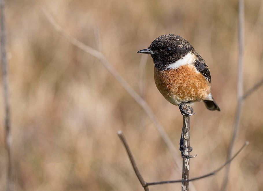 brown and black bird standing on branch, ave, feathers, letdown HD wallpaper