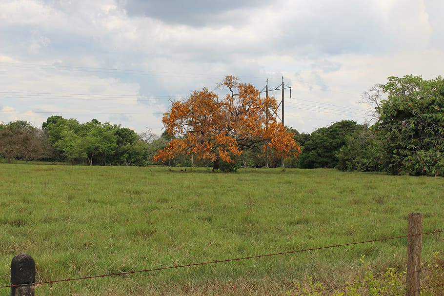 trees, summer, savannah, plant, cloud - sky, land, field, grass HD wallpaper
