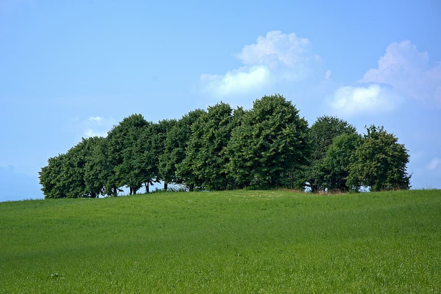 trees, group, nature, mood, grove of trees, meadow, field, horizon HD wallpaper