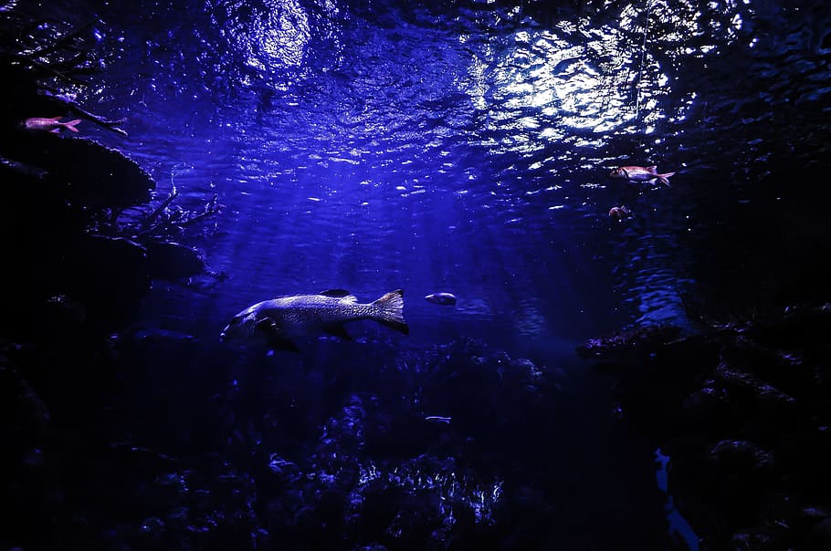 gray fish swimming on sea, underwater, diving, scuba diving, blue, HD wallpaper