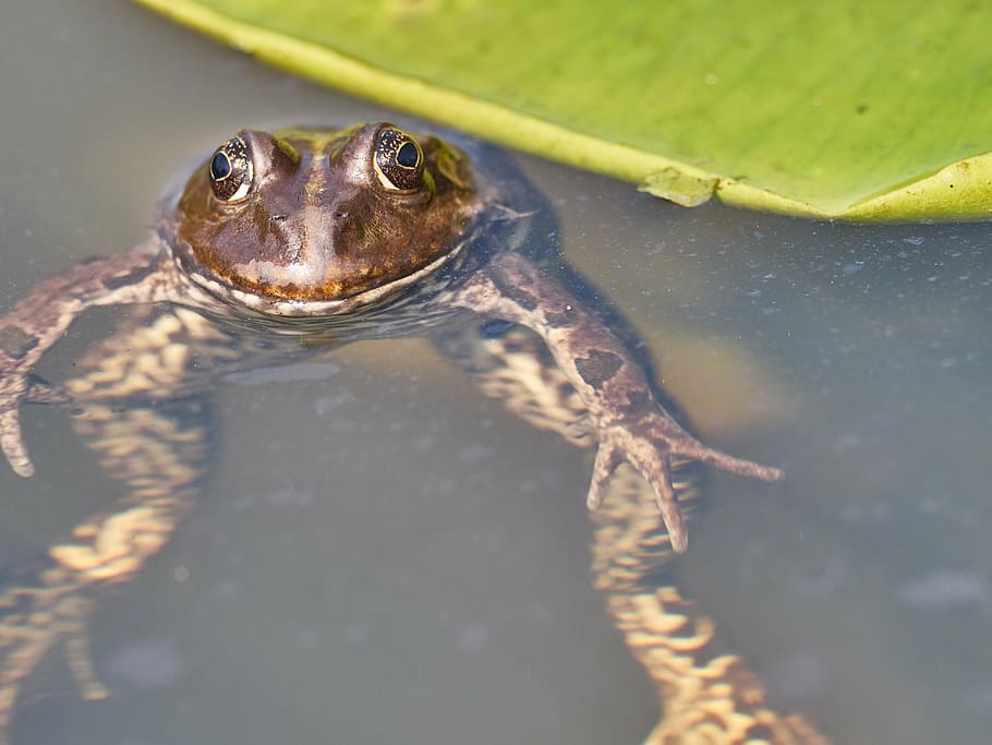 frog, pond, green, toad, water, water lily, the marsh frog HD wallpaper