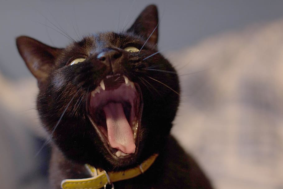 Bombay cat open mouth, black, fierce, one animal, domestic animals, HD wallpaper