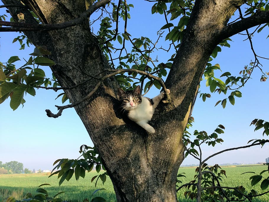 cat, tree, campaign, climbing, feline, one animal, animal wildlife HD wallpaper