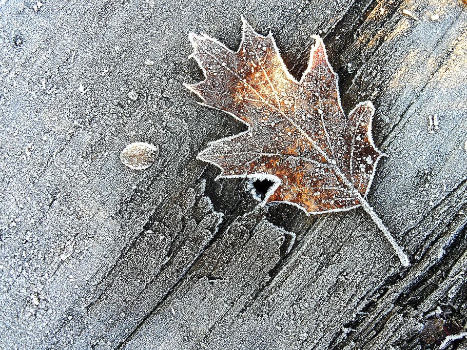 brown and yellow leaf on board, winter, brina, frost, wood, brown leaf