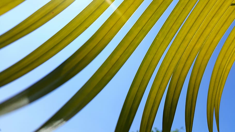 foliage, sky, leaf, nature, backgrounds, growth, green color HD wallpaper