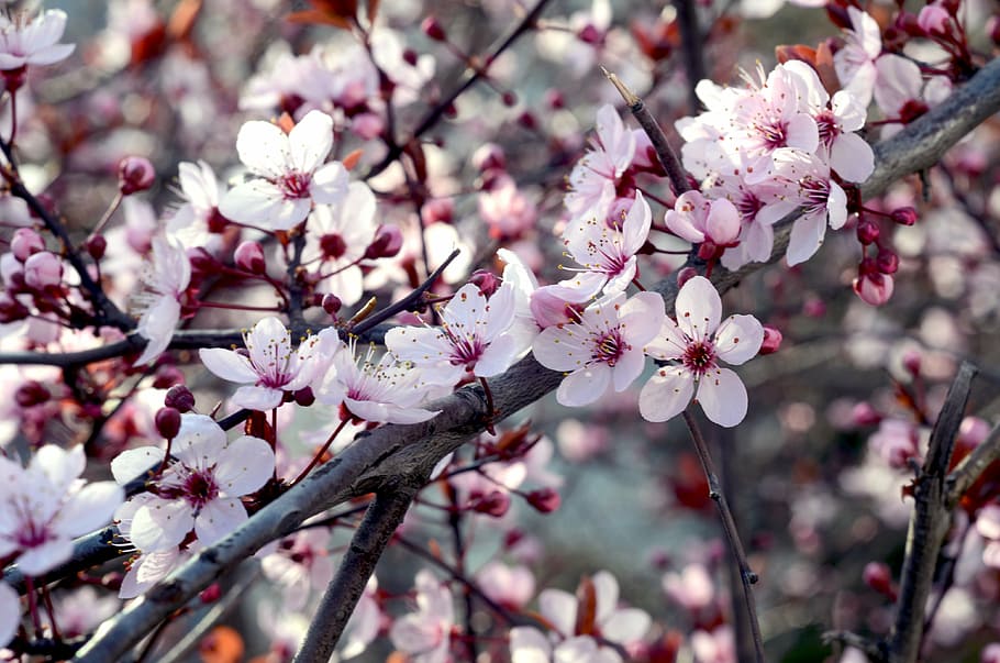 shallow focus photography of pink and white flowers, cherry HD wallpaper