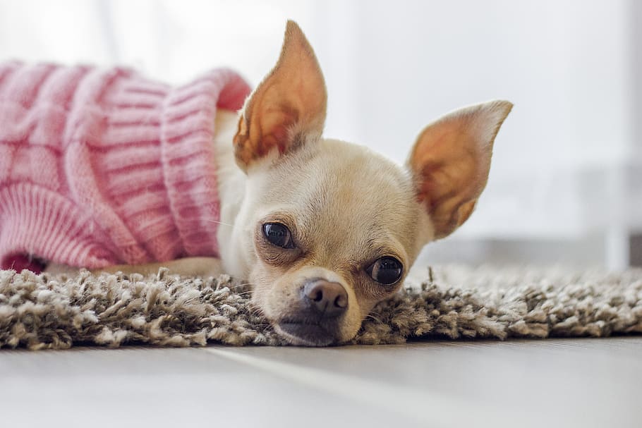 adult beige Chihuahua ., dog, puppy, cute, nose, watch, dog clothes, HD wallpaper