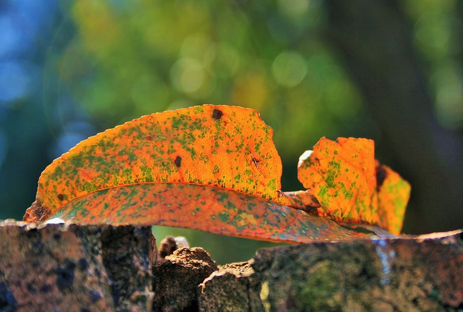 yellow leaf, coloured, orange, autumn, seasons, changes, close-up HD wallpaper