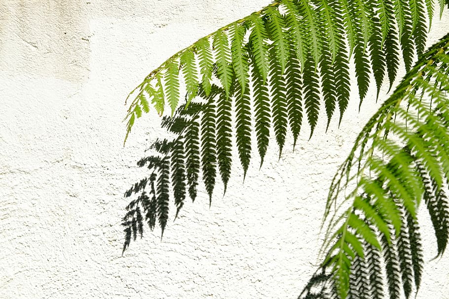 closeup photo of green fern plant, green leaf, wall, shadow, white HD wallpaper
