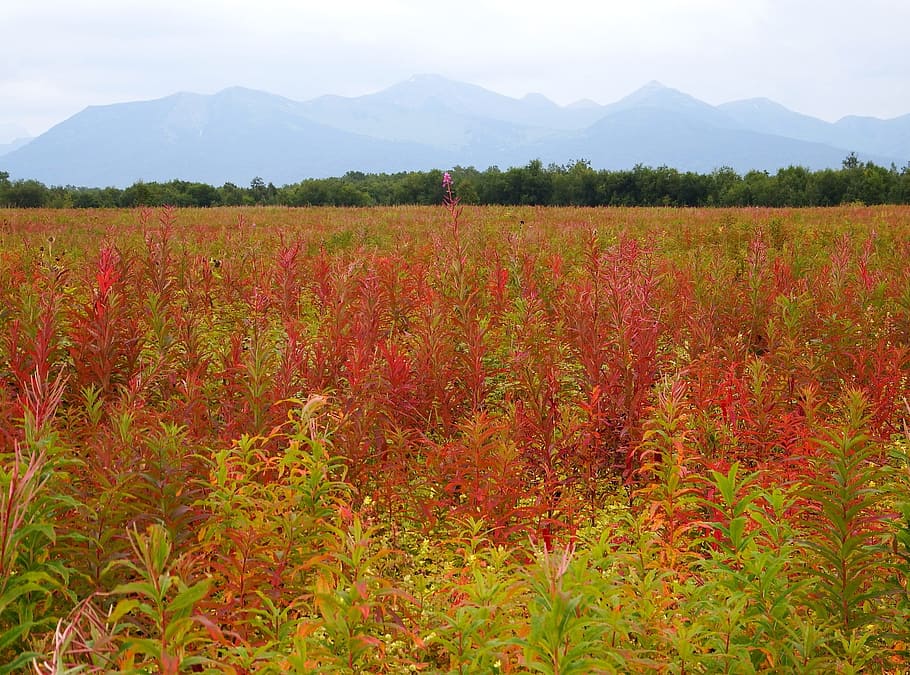 autumn, forest, fireweed, grass, field, mountains, autumn foliage HD wallpaper