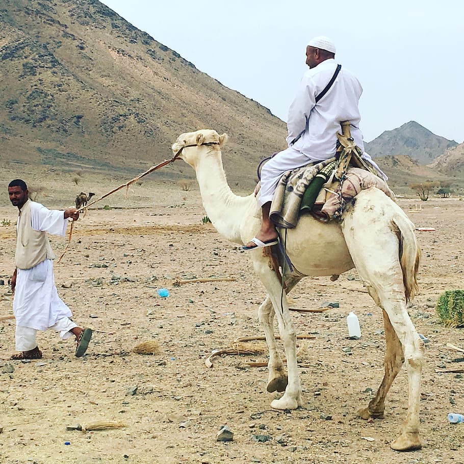 camel, herder, mountain, desert, men, domestic animals, real people HD wallpaper