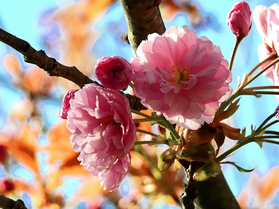 blossom, bloom, tree, spring, nature, japanese cherry, flower HD wallpaper