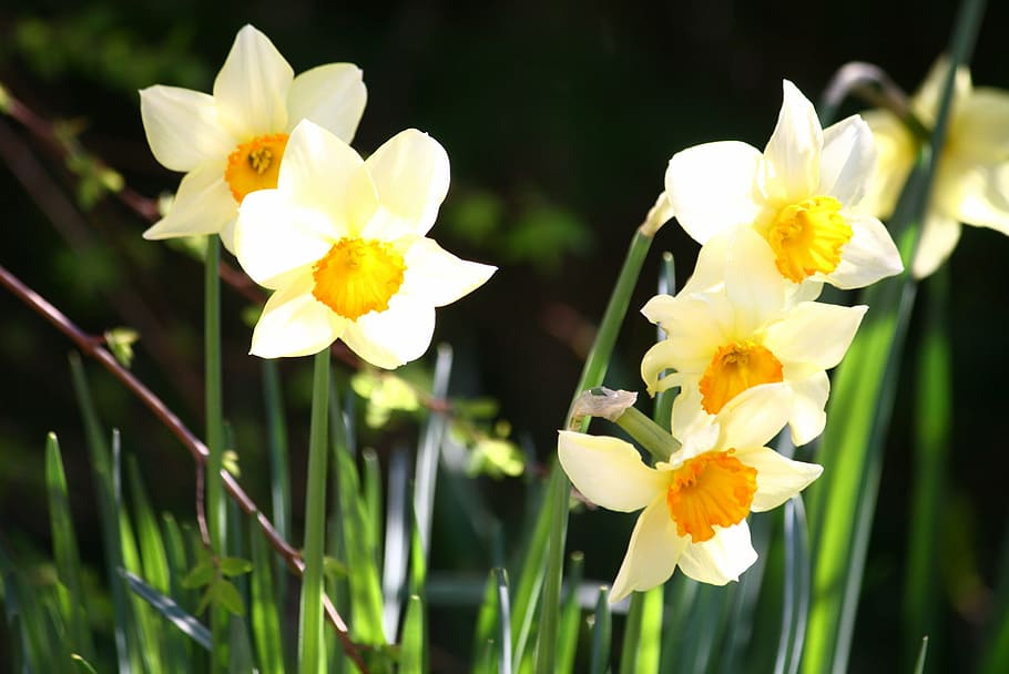 pentecost lilies, daffodils, easter, bulbs, flowers, narcissus HD wallpaper