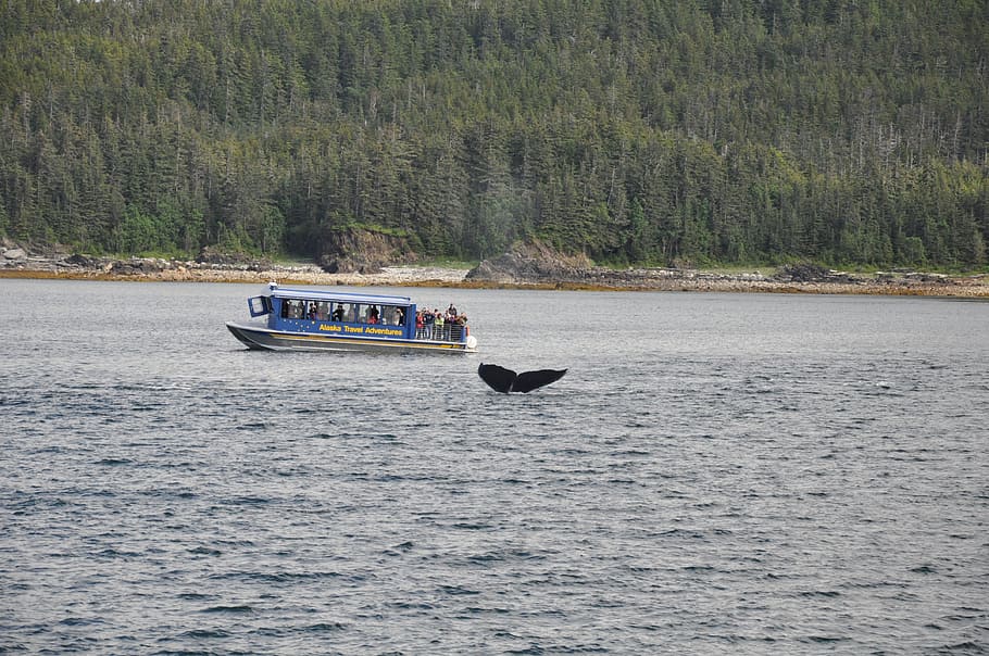 whale watching, alaska, marine, humpback, travel, tourism, vacation, HD wallpaper