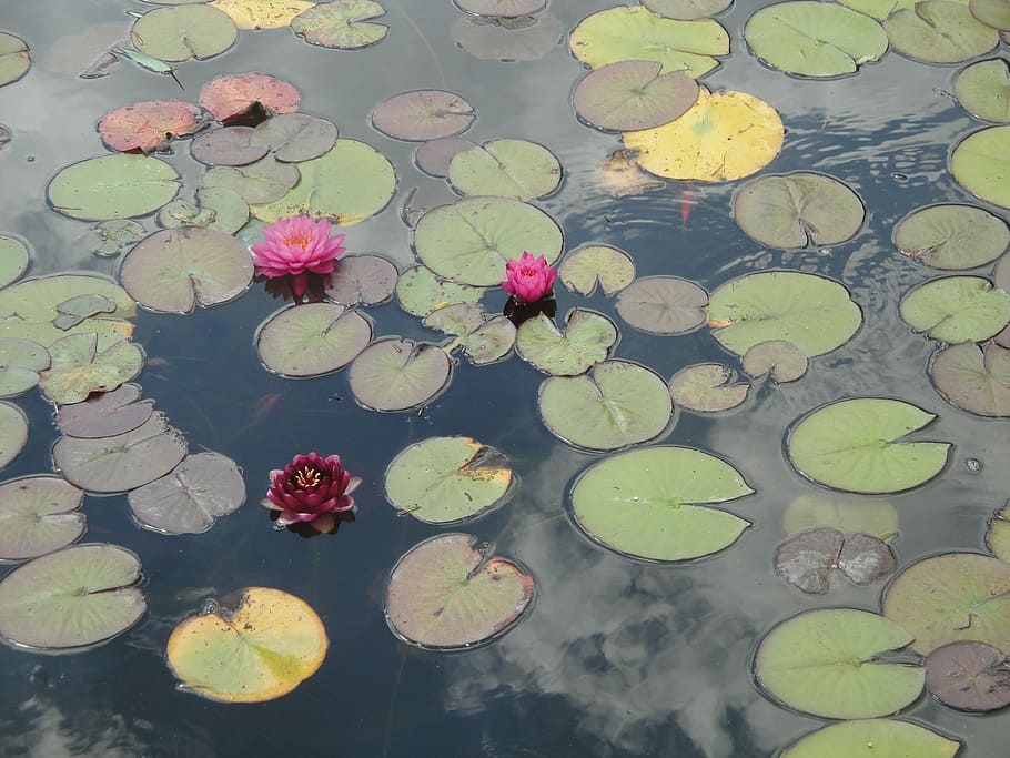 Lotus, Water, Reflection, no people, leaf, abstract, floating on water HD wallpaper