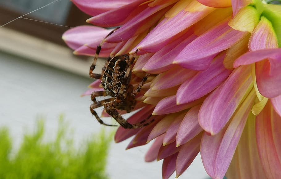 dahlia, spider, insect, close, flower, flowering plant, close-up HD wallpaper