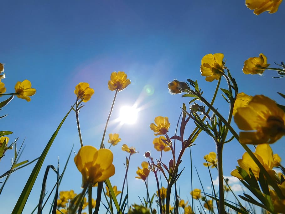 nature, flowers, spring, green, plant, grass, floral, natural HD wallpaper