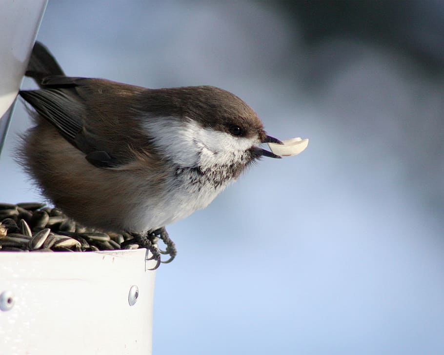 Chickadee, Black-Capped, Tit, Bird, siberian tit, poecile, cinctus HD wallpaper