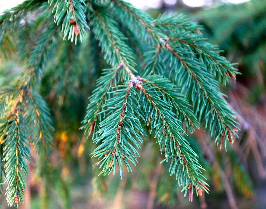 Gran, Twig, Tree, green, green color, winter, pine tree, no people HD wallpaper