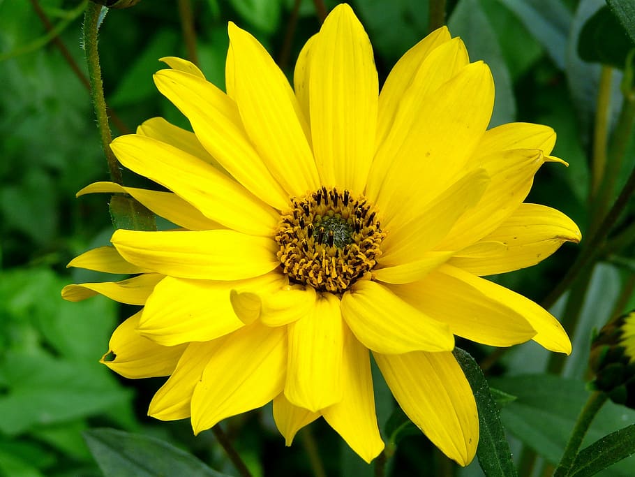 arnica, blossom, bloom, yellow, flower, medicinal plant, close, HD wallpaper