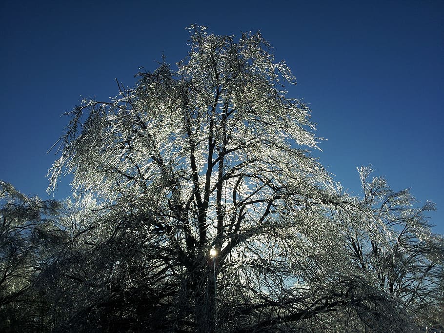 Ice, Tree, Winter, Frozen, Cold, Icy, glitter, low angle view HD wallpaper