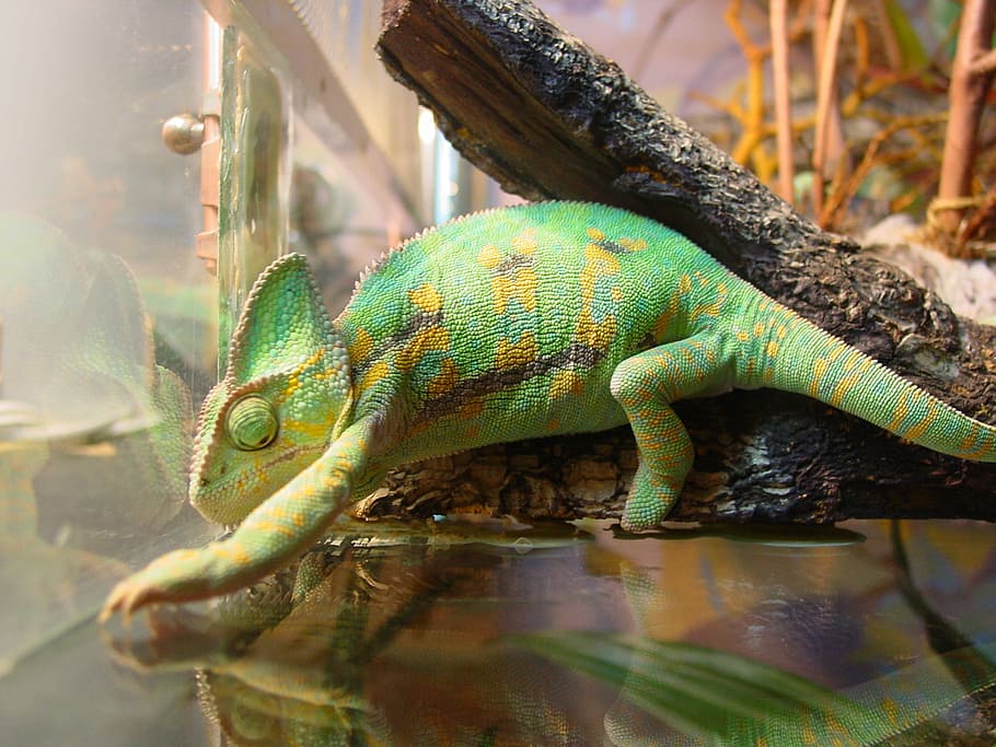 Iguana, Animals, Lizard, one animal, reptile, animal themes HD wallpaper