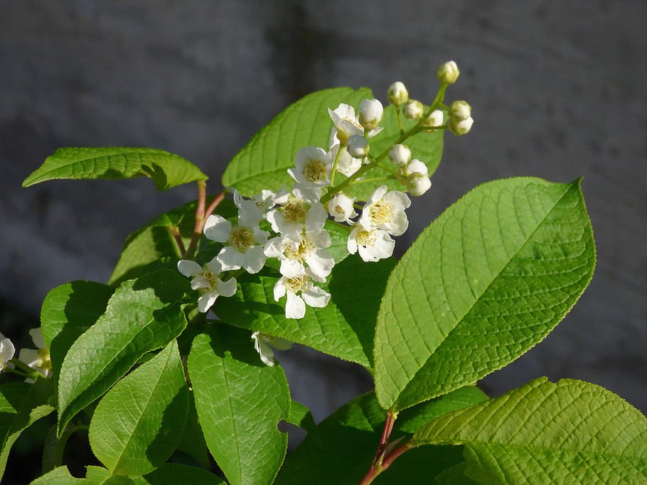 spring, bird cherry, macro photography, leaf, plant part, flower HD wallpaper