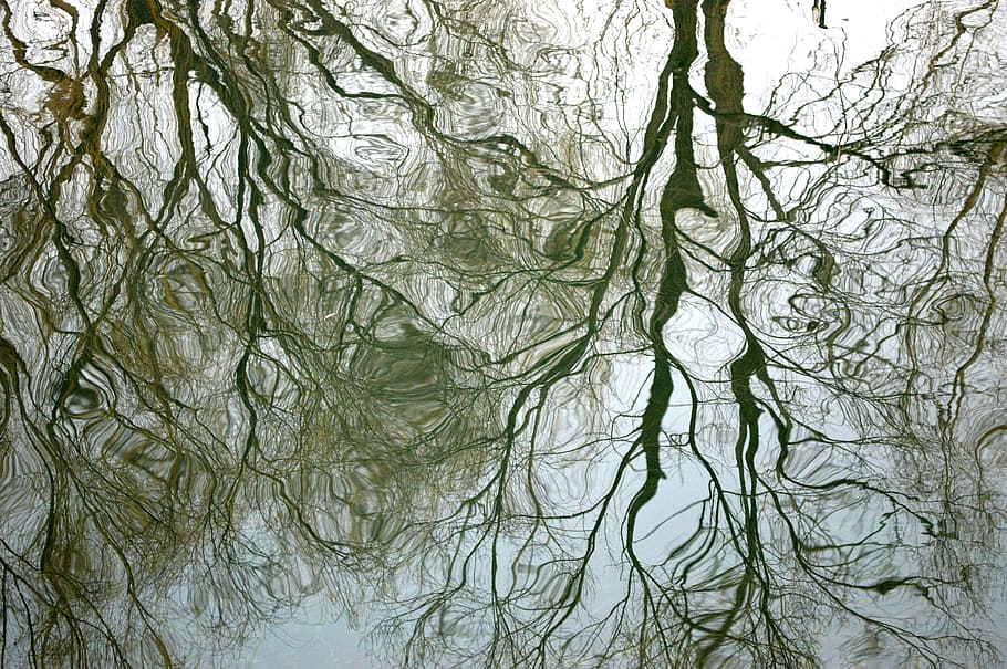 Water, Tree, Reflection, nature, river, backgrounds, abstract HD wallpaper