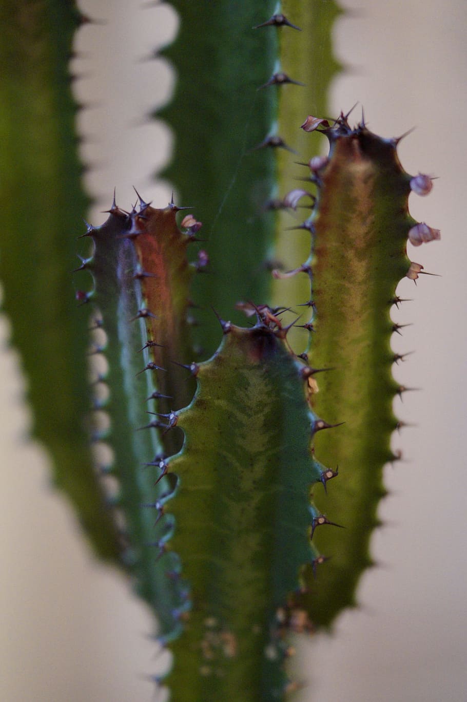 Cactus, Spur, Prickly, Sting, Close, plant, nature, insect HD wallpaper