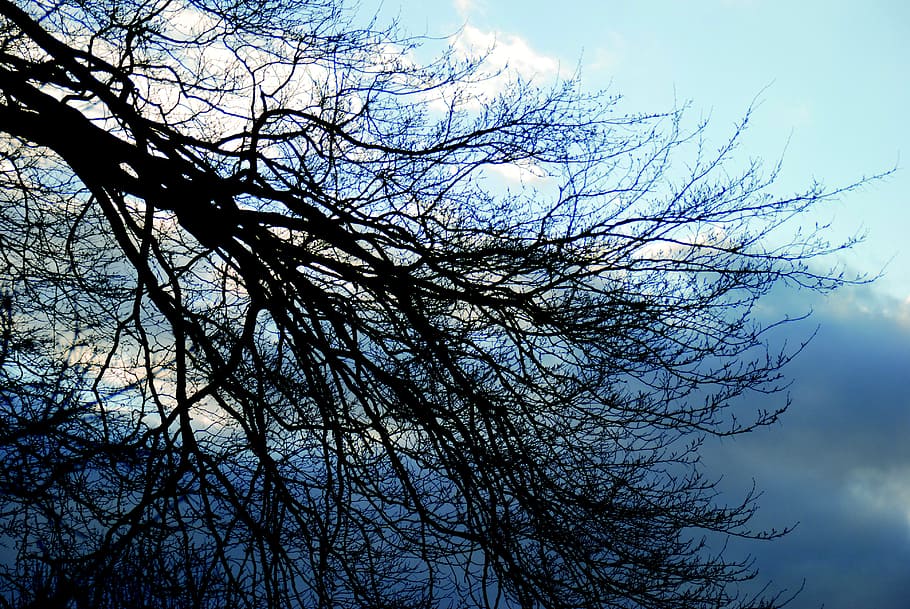 tree, clouds, sky, nature, blue, outdoor, winter, low angle view HD wallpaper