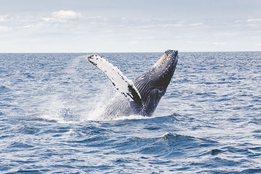 photography of whale, humpback whale in the ocean, whale tail