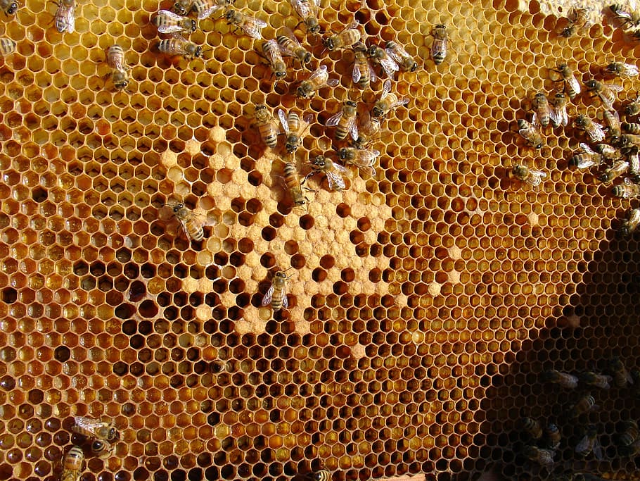 Bee, Honeycomb, Folks, folks ' presents, large group of animals