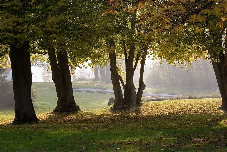 autumn, lens, trees, park, plant, beauty in nature, tree trunk HD wallpaper