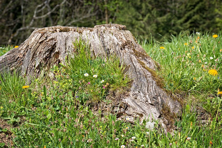 Tree Stump, Root, Old, Morsch, Weathered, nature, flowers, meadow HD wallpaper