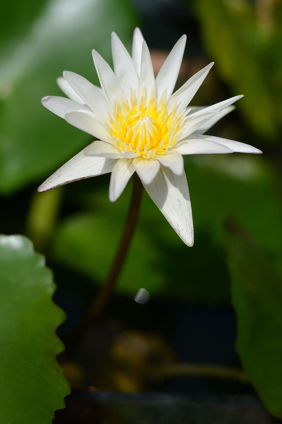 flora, nature, flower, leaf, garden, clean, pure, lotus, clear HD wallpaper