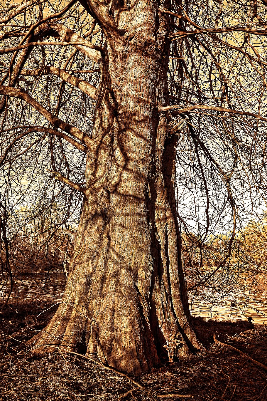 tree, pine tree, deciduous conifer, trunk, bark, branch, bare tree HD wallpaper