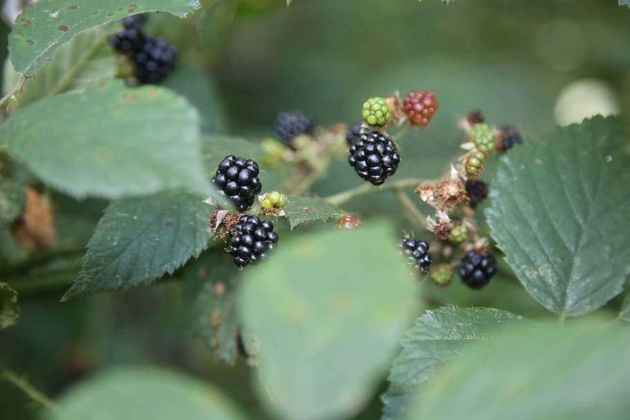 blackberry, red, green, plant part, leaf, berry fruit, food HD wallpaper