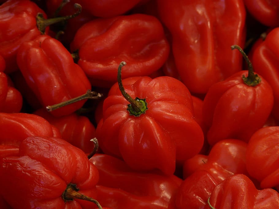 Habaneros, Vegetables, Sharp, red, capsicum chinense, paprika HD wallpaper