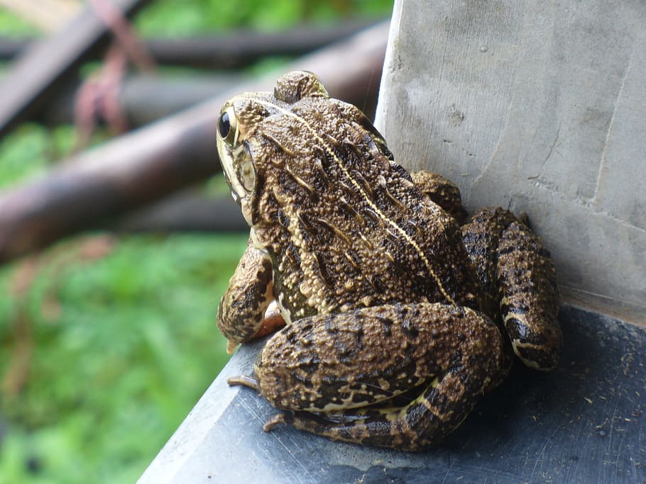 Toad, Frog, Amphibian, Animal, Nature, creature, close-up, one animal HD wallpaper