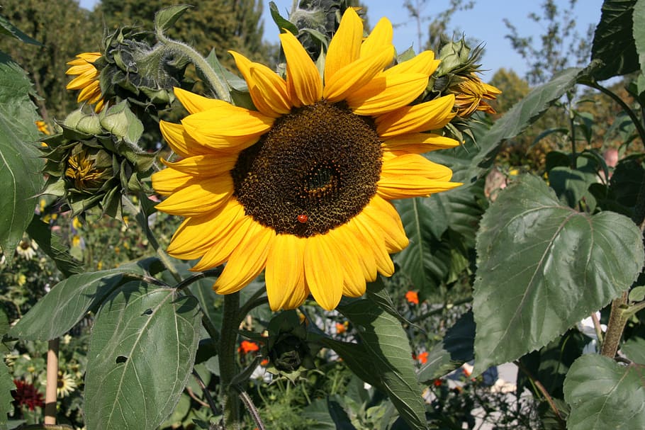 Sun Flower, Nature, Close, growth, petal, plant, fragility HD wallpaper