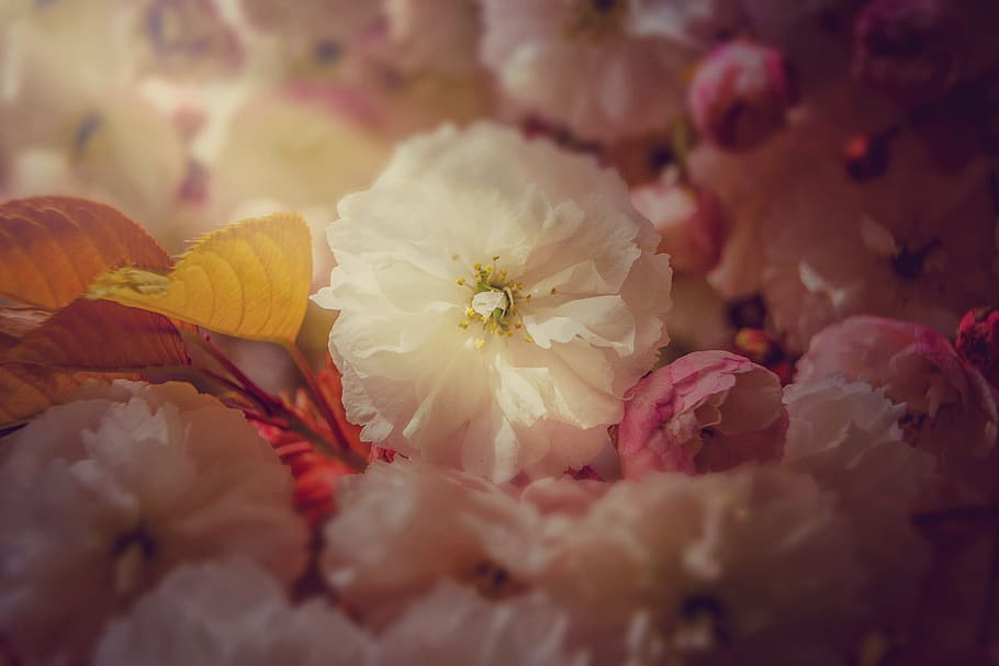 white and pink flowers, spring, may, nature, bush, bloom, sunshine HD wallpaper