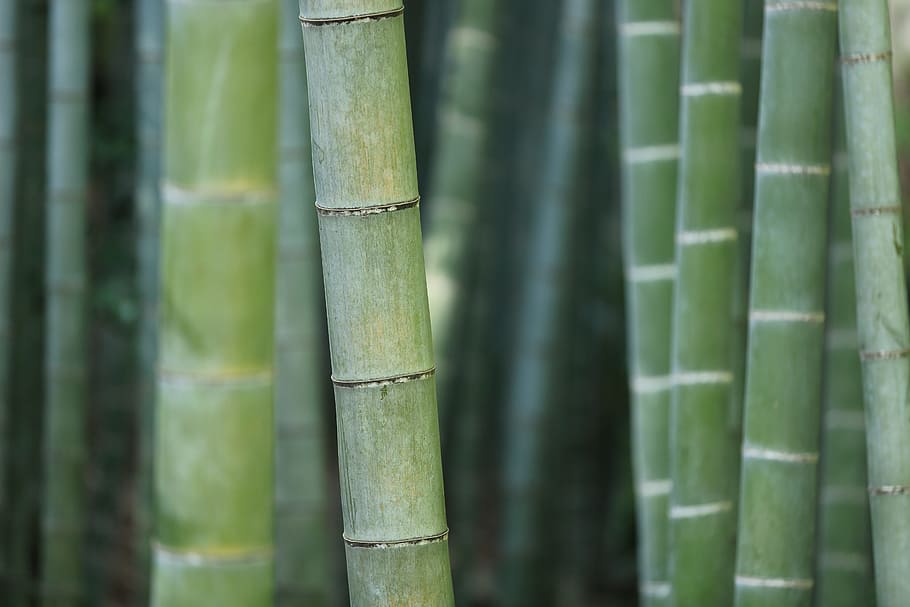 closeup photography of bamboo plants, forest, trunks, grass HD wallpaper