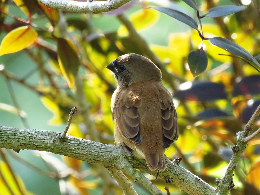 brown bird perched on branch, ashy crowned sparrow lark, sitting