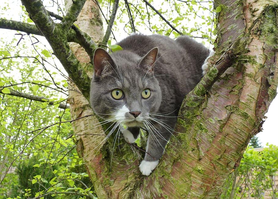 Cat, Adidas, domestic cat, one animal, tree, looking at camera HD wallpaper